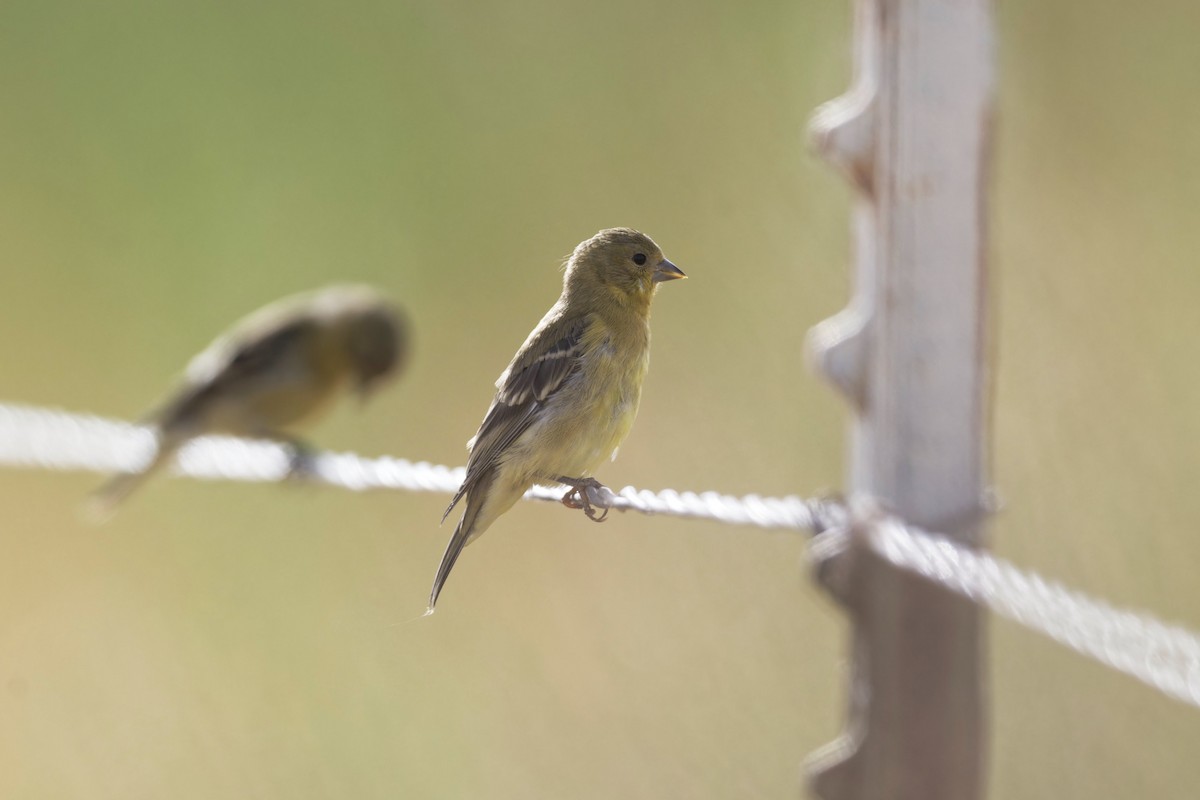 Lesser Goldfinch - ML620646138