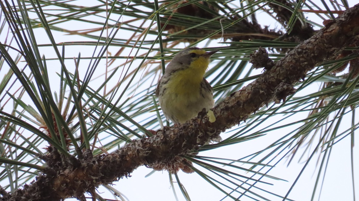 Grace's Warbler - ML620646140