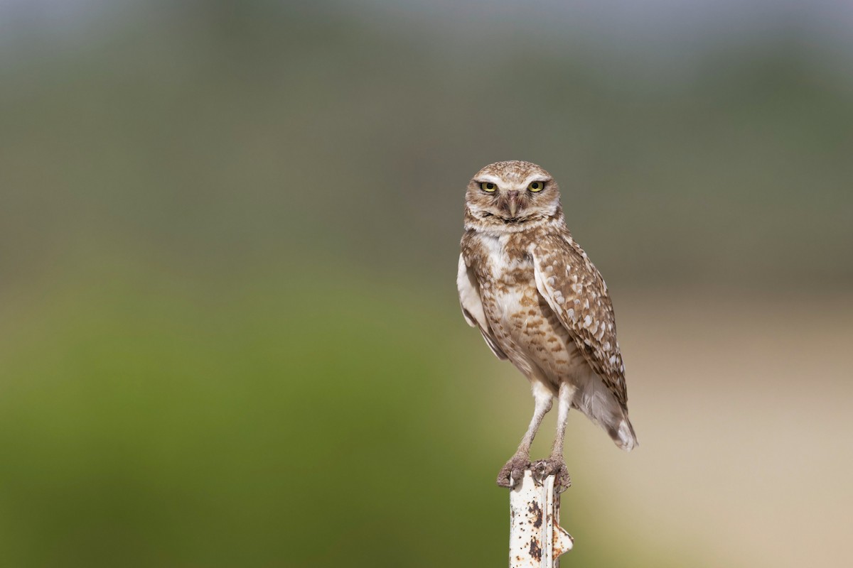 Burrowing Owl - ML620646151