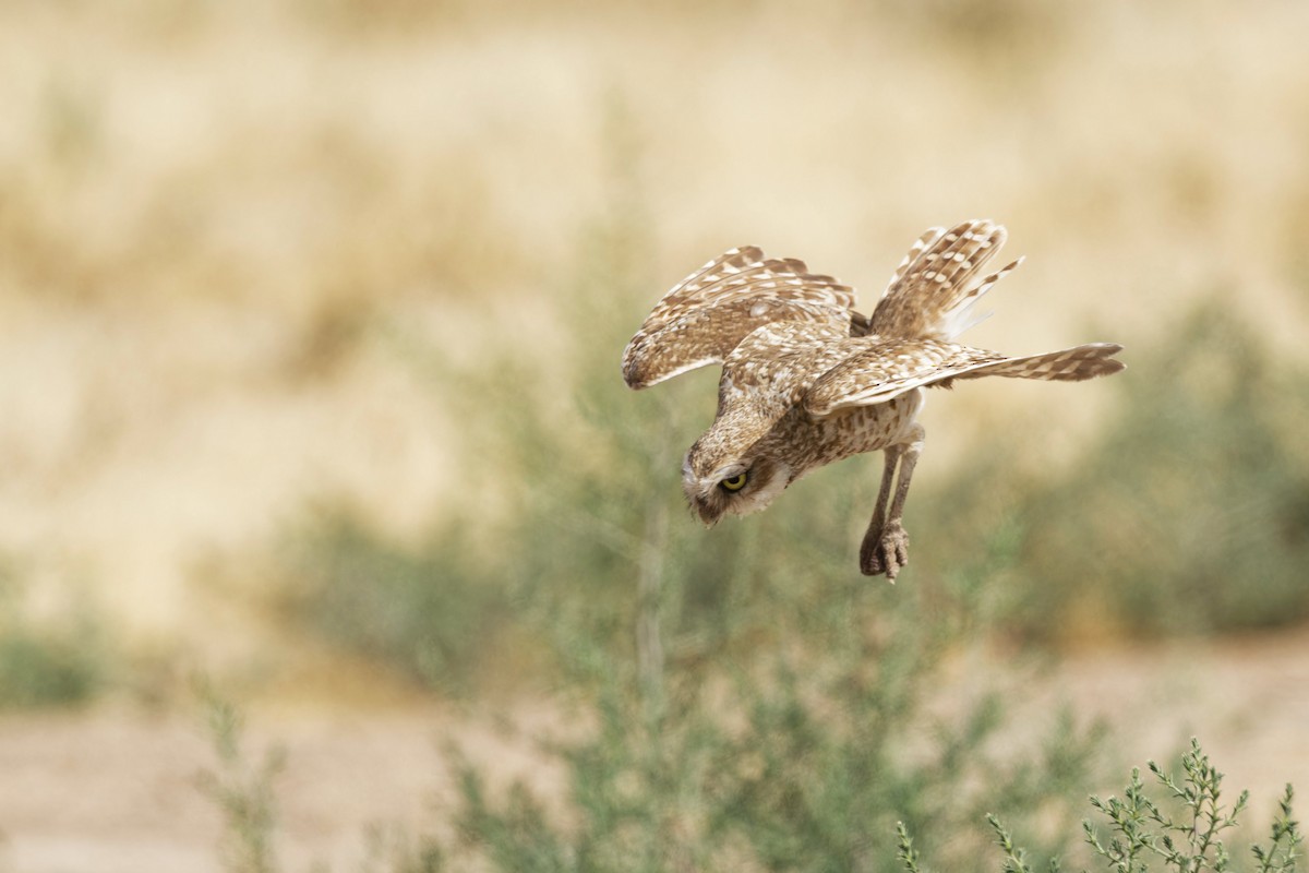 Burrowing Owl - ML620646152