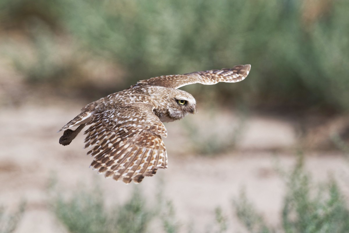 Burrowing Owl - ML620646153