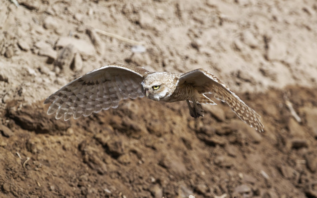 Burrowing Owl - ML620646154