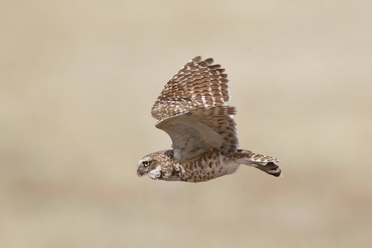 Burrowing Owl - ML620646155