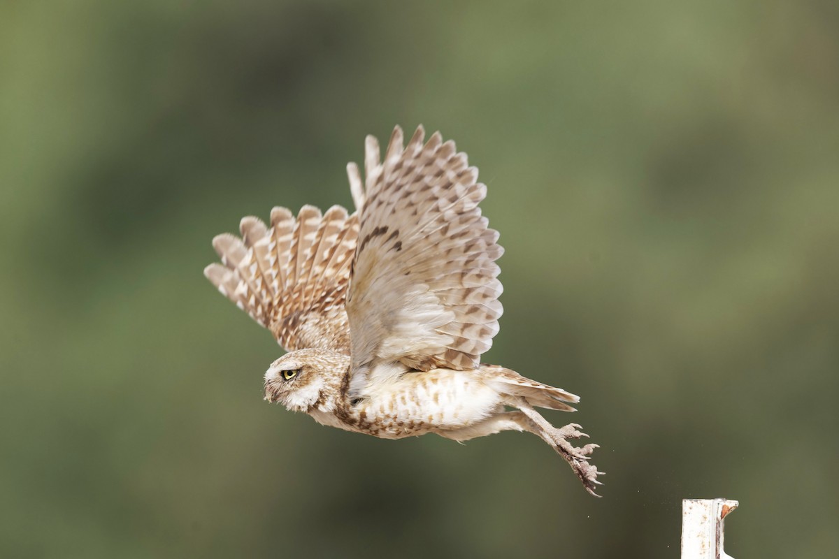 Burrowing Owl - ML620646156