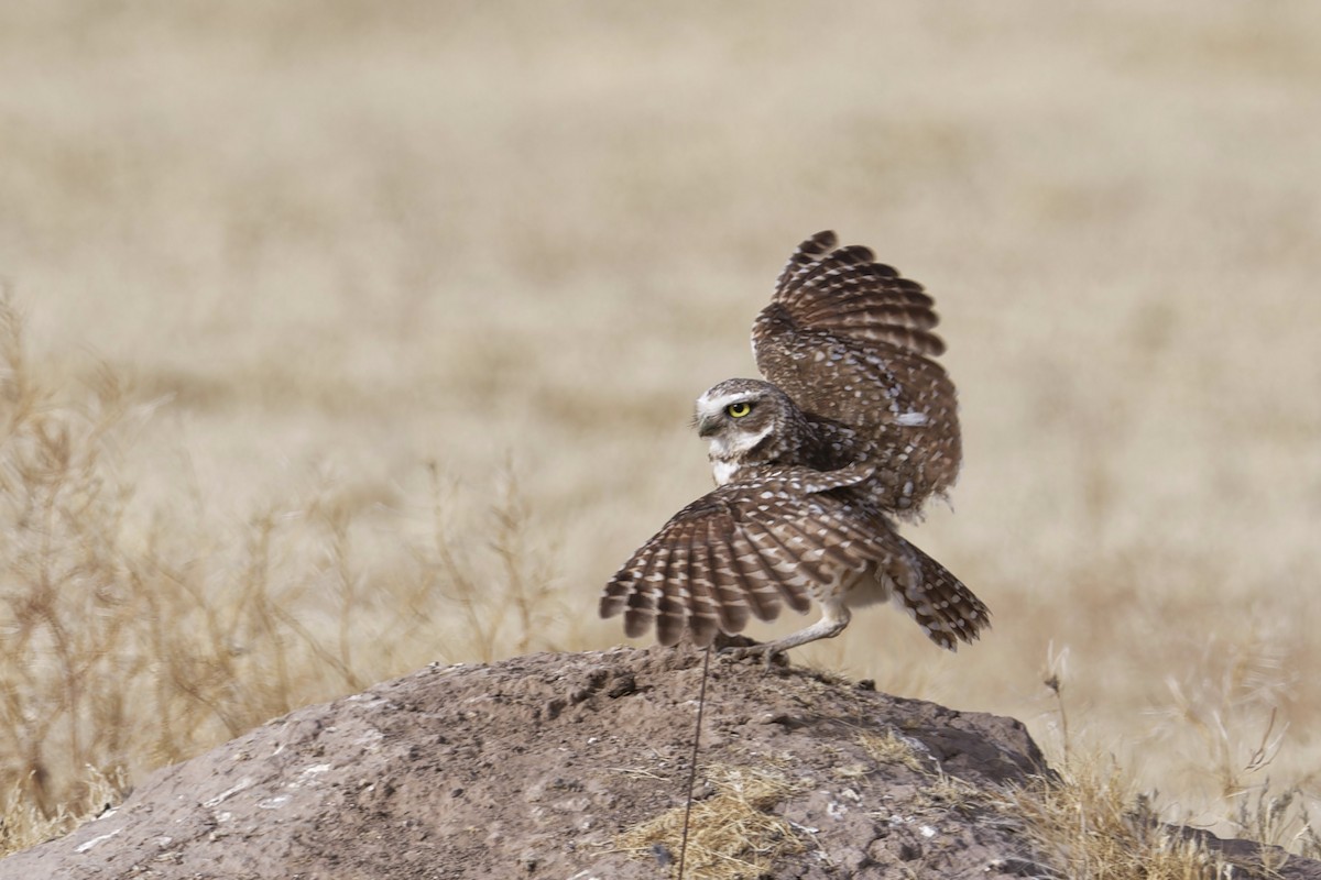 Burrowing Owl - ML620646158