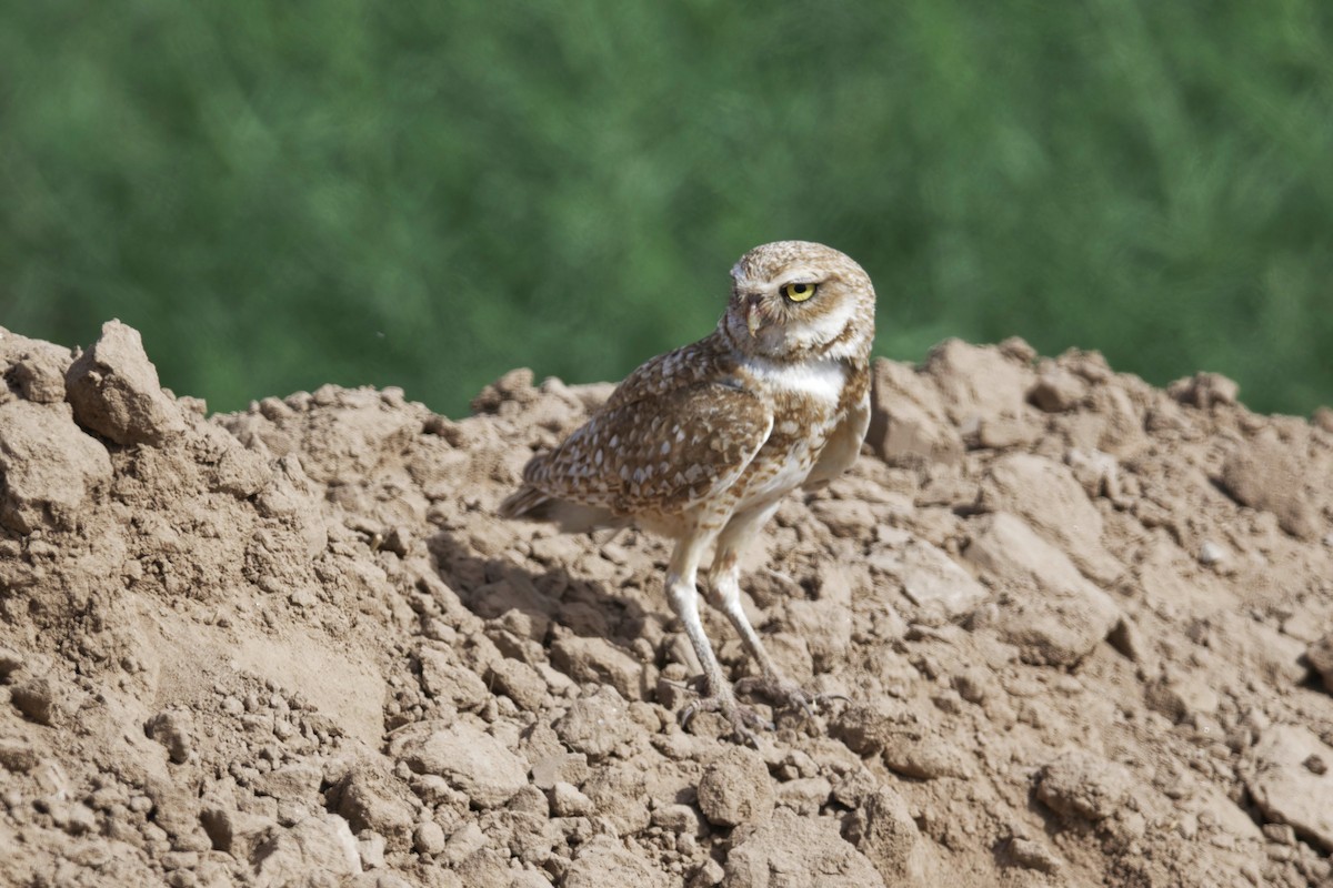 Burrowing Owl - ML620646159