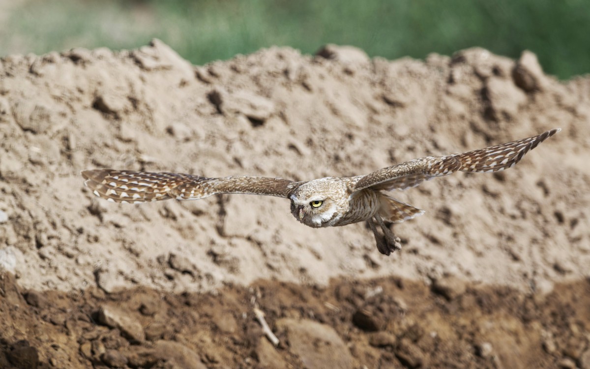 Burrowing Owl - ML620646160