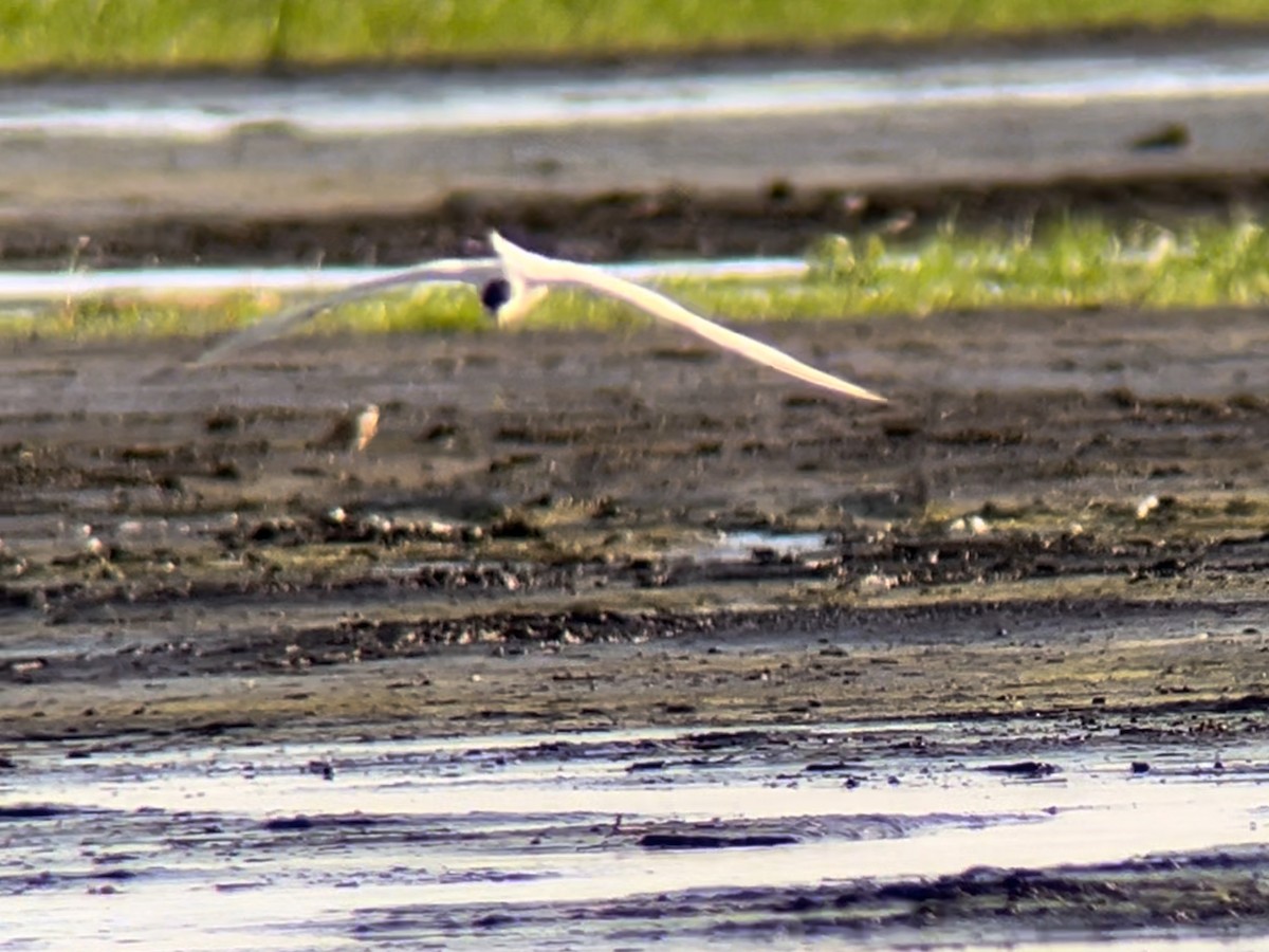 Gull-billed Tern - ML620646163