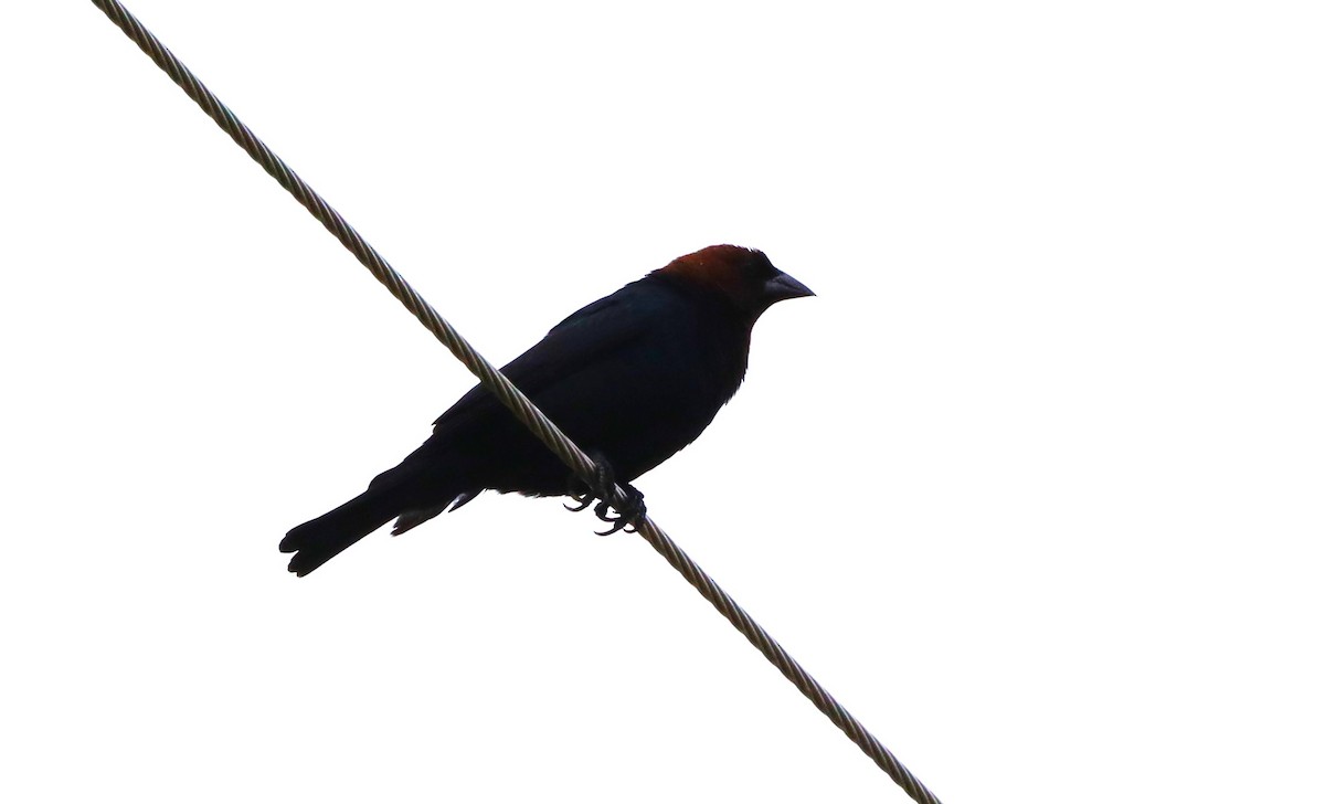 Brown-headed Cowbird - ML620646173