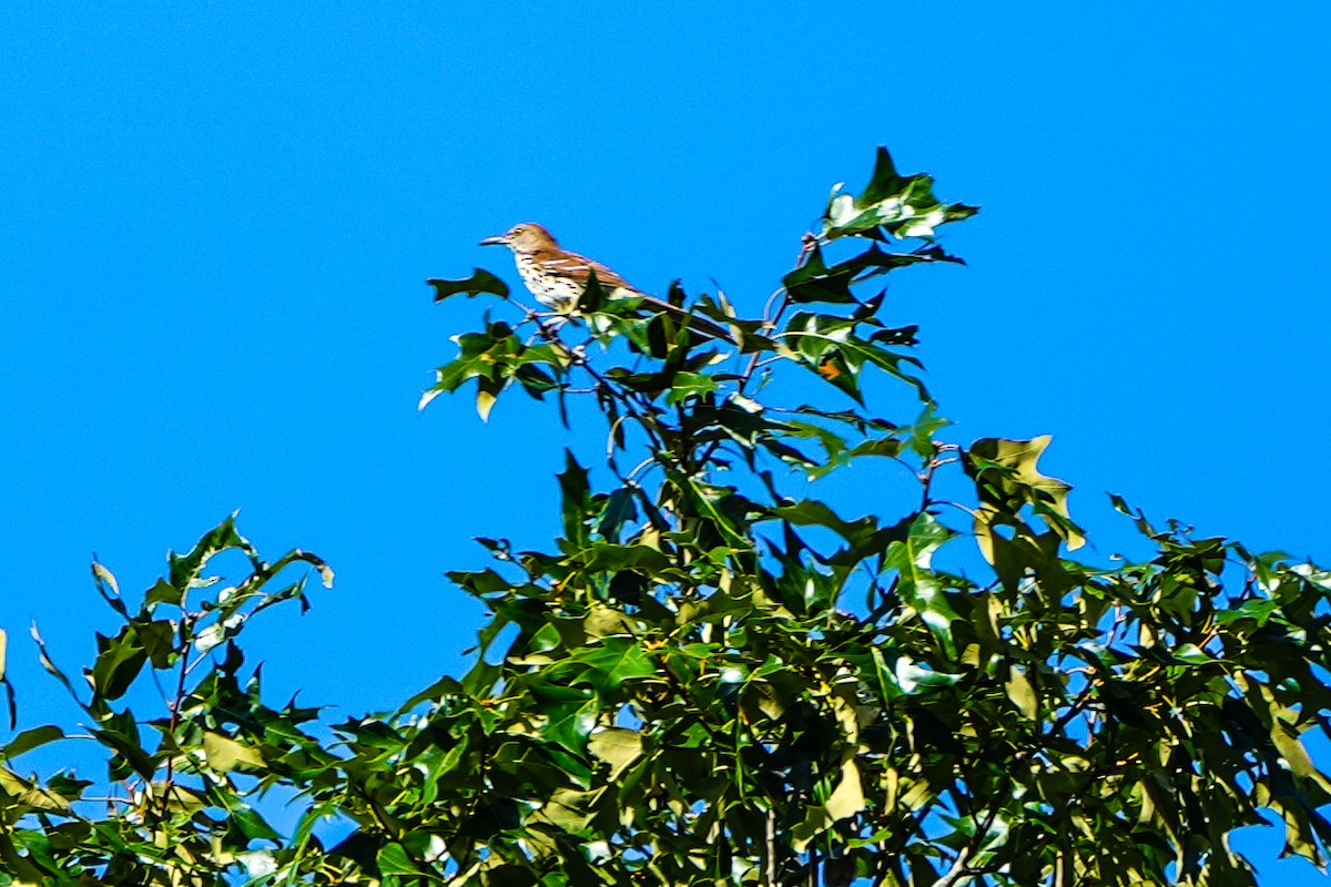 Brown Thrasher - ML620646174