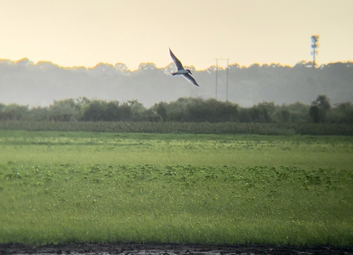 Gull-billed Tern - ML620646175