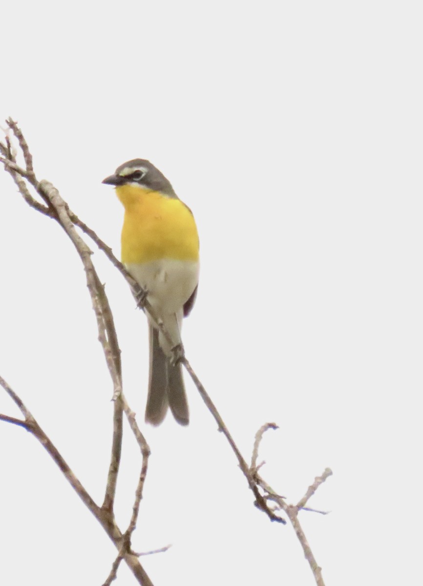Yellow-breasted Chat - ML620646177