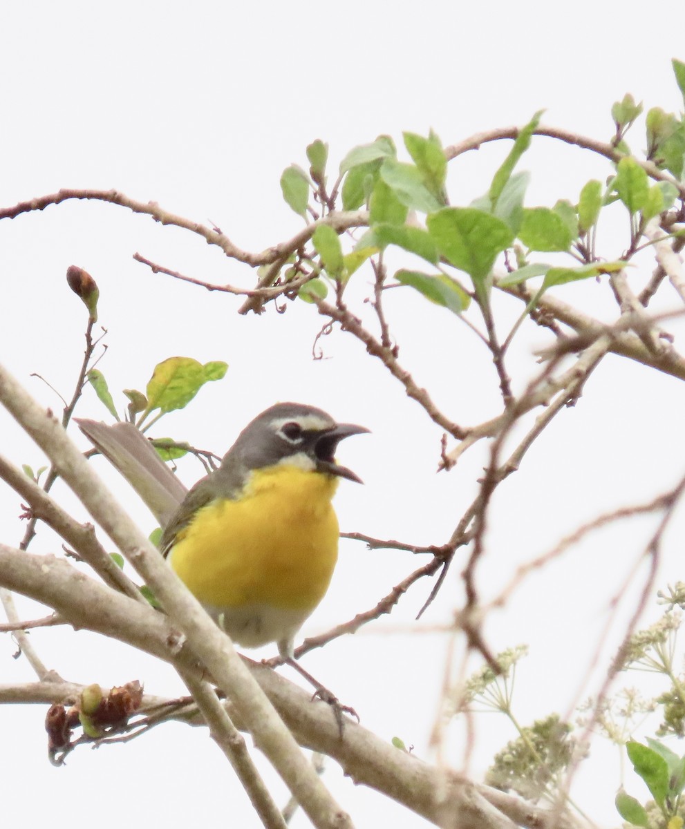 Yellow-breasted Chat - ML620646178