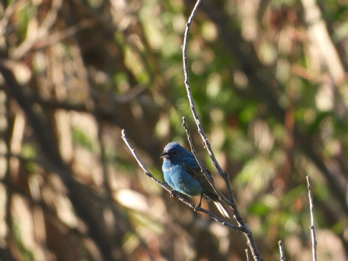 Indigo Bunting - Cole Sage