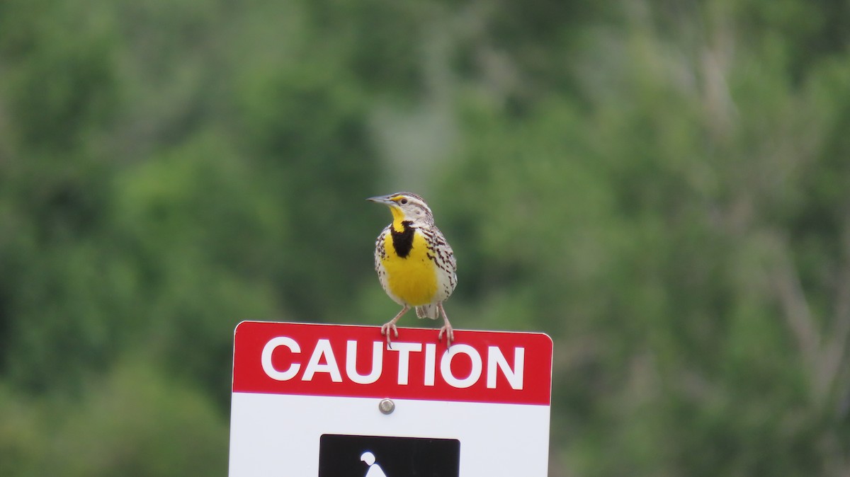 Western Meadowlark - ML620646189