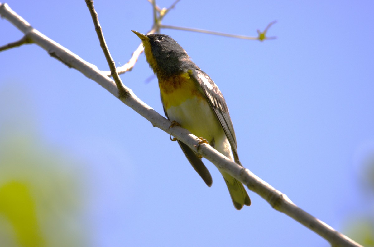 Northern Parula - ML620646190