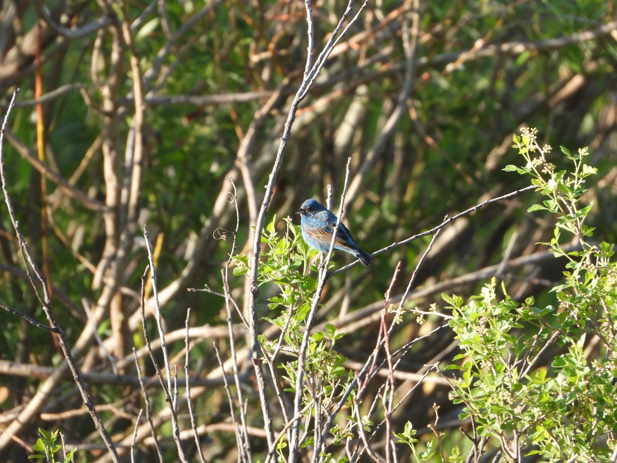 Passerin indigo - ML620646193