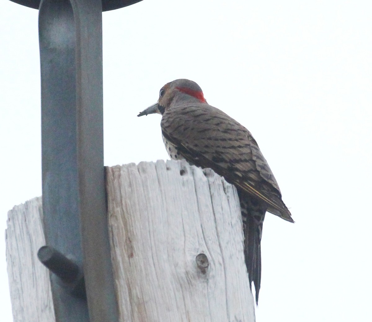 Northern Flicker - ML620646195