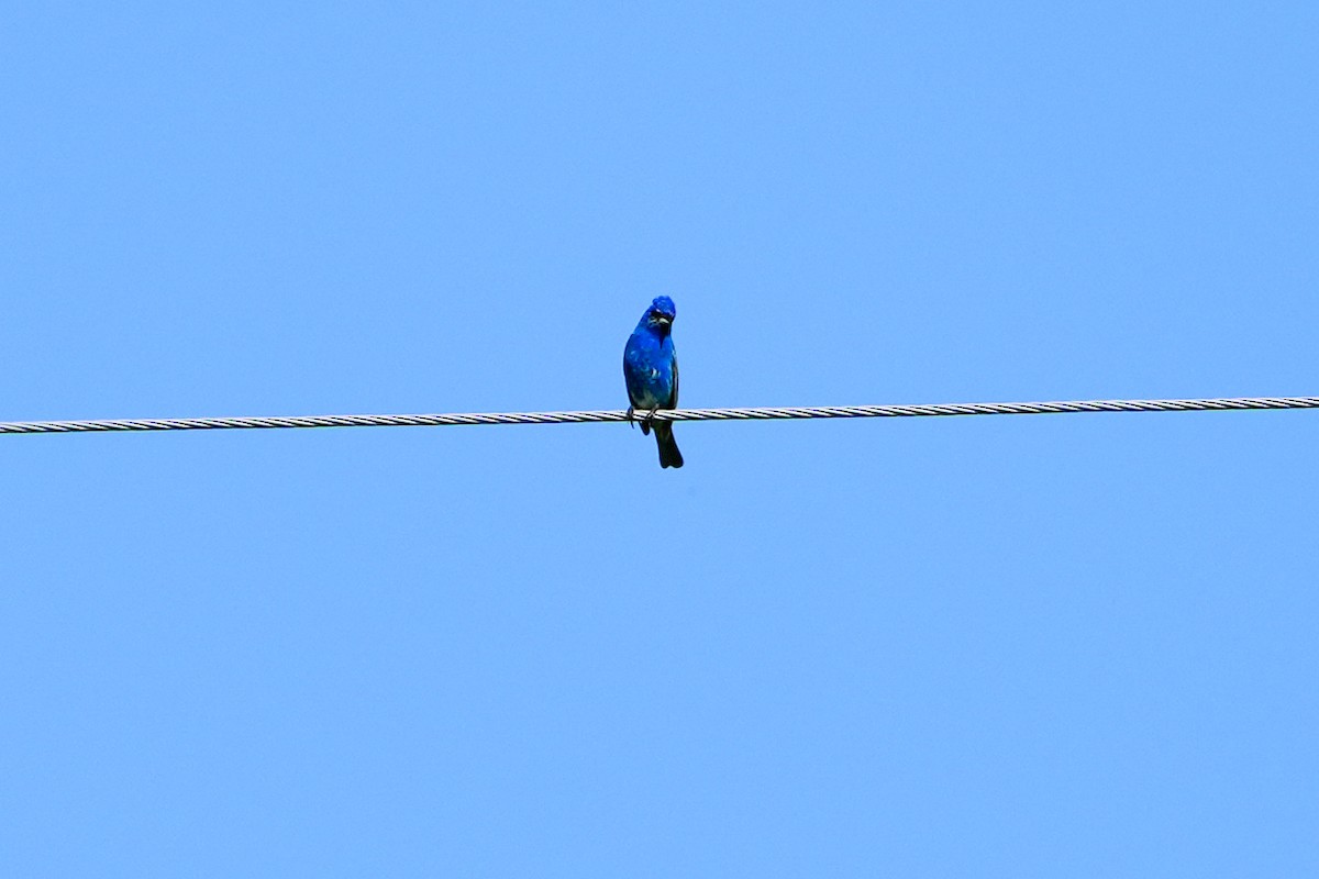 Indigo Bunting - ML620646196