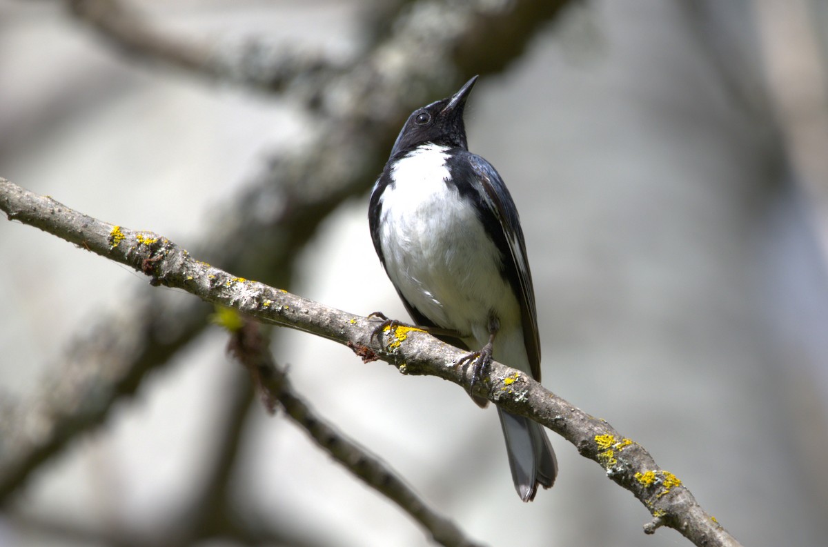 Black-throated Blue Warbler - ML620646198