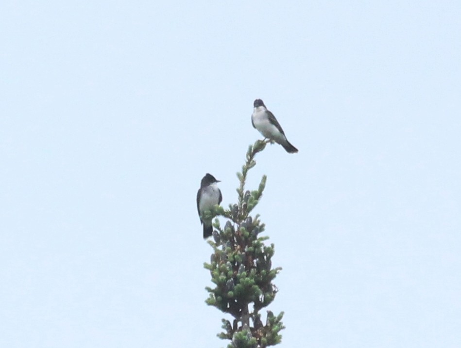 Eastern Kingbird - ML620646202