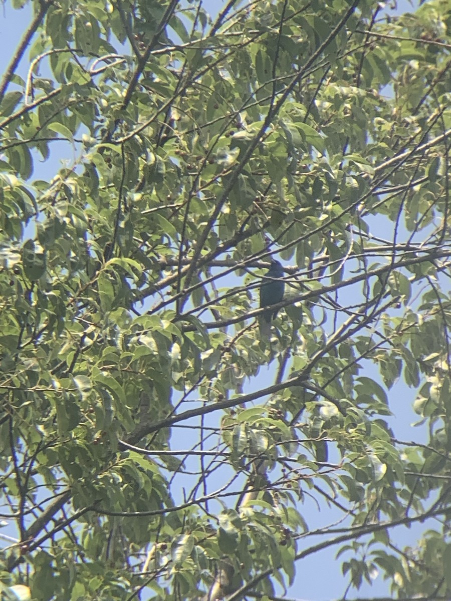 Indigo Bunting - ML620646203