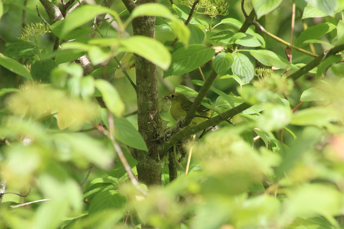 Yellow Warbler - ML620646210