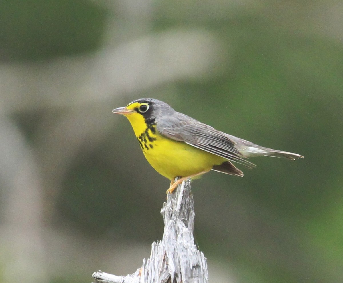 Canada Warbler - ML620646215