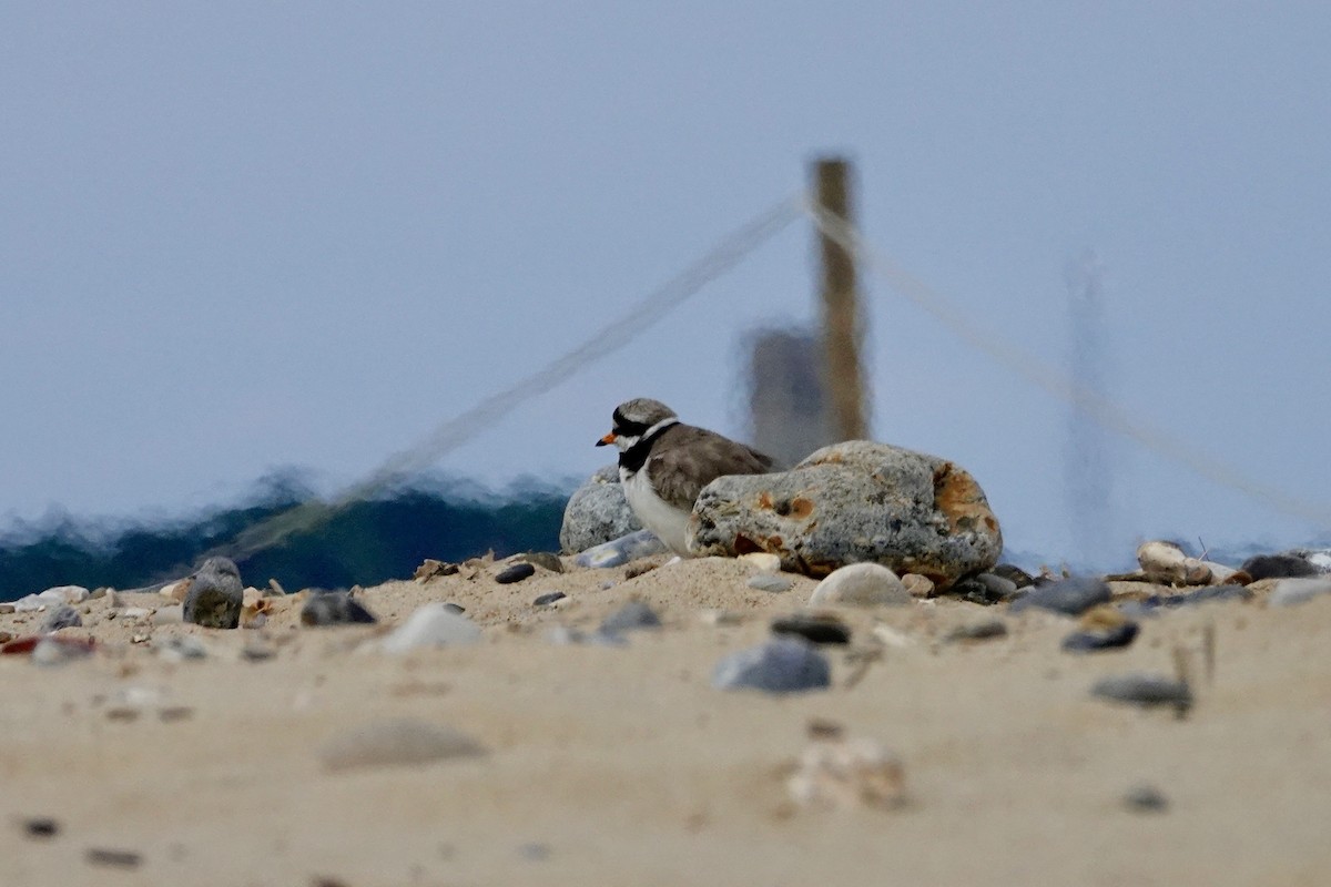 Common Ringed Plover - ML620646216