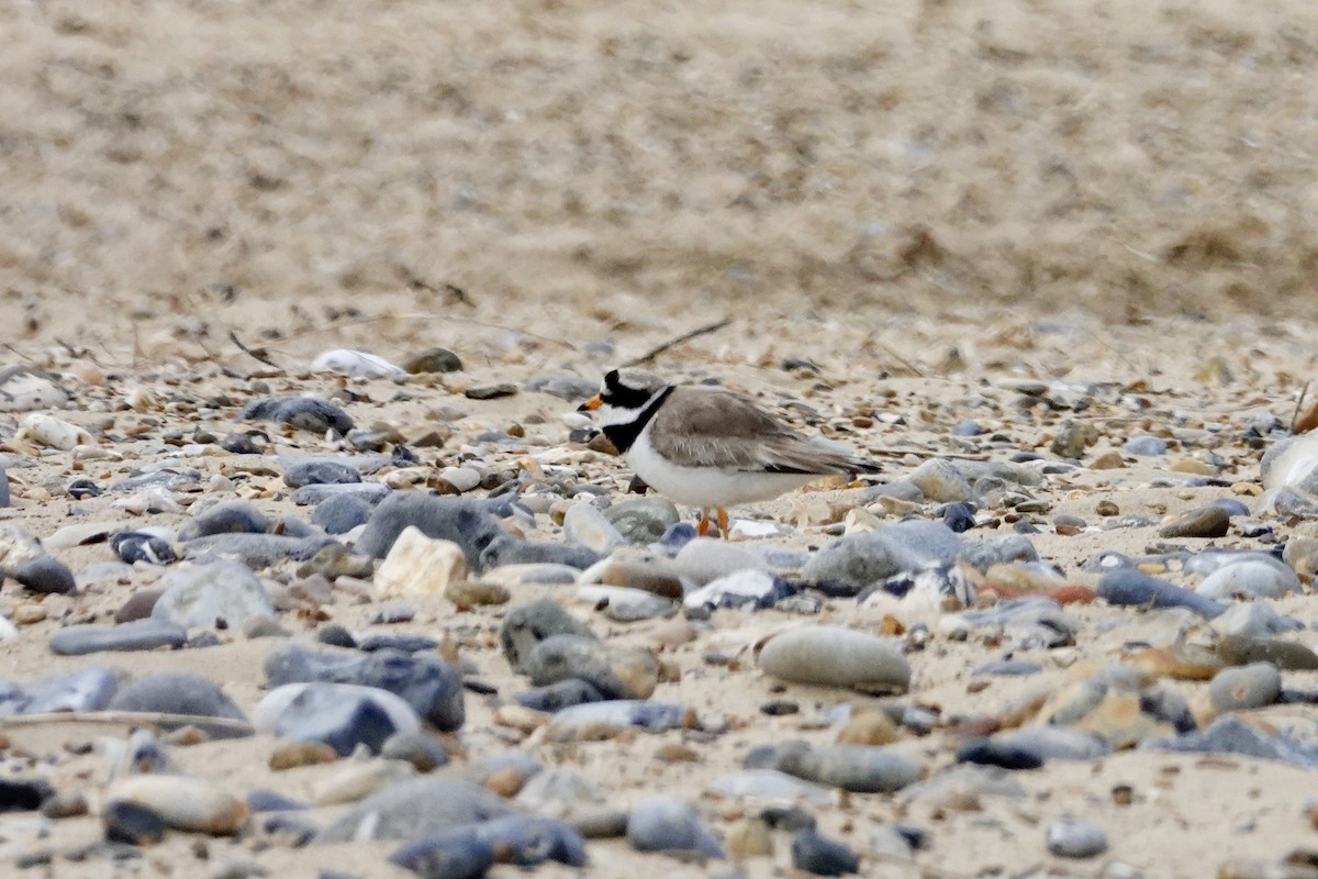 Common Ringed Plover - ML620646217