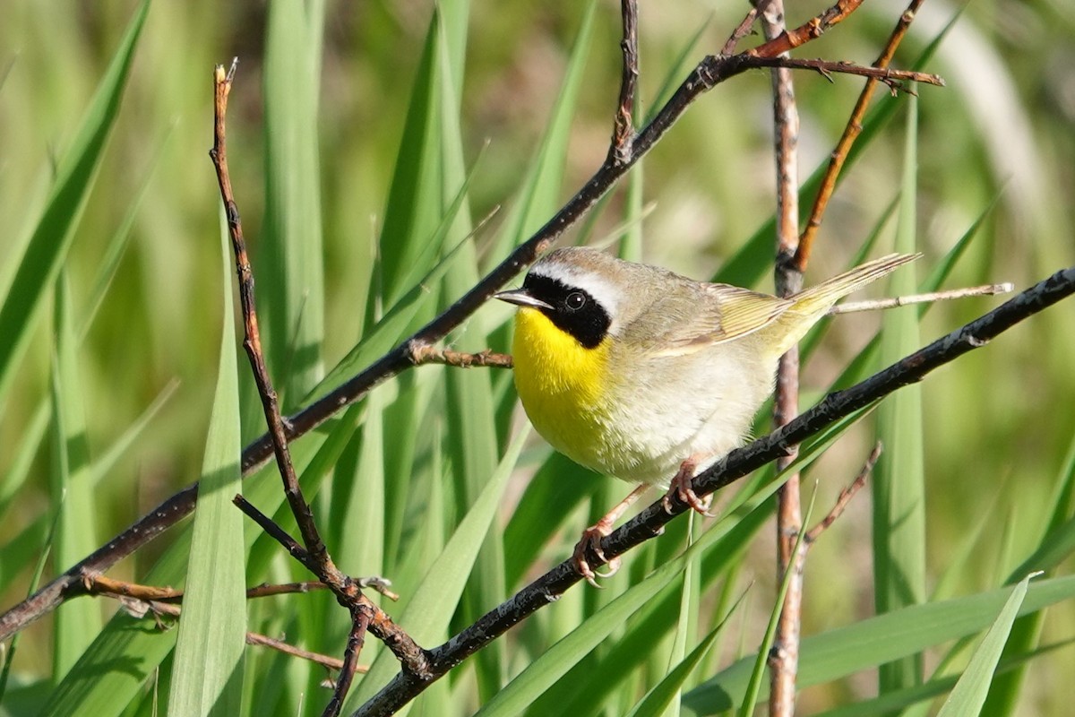 Paruline masquée - ML620646220