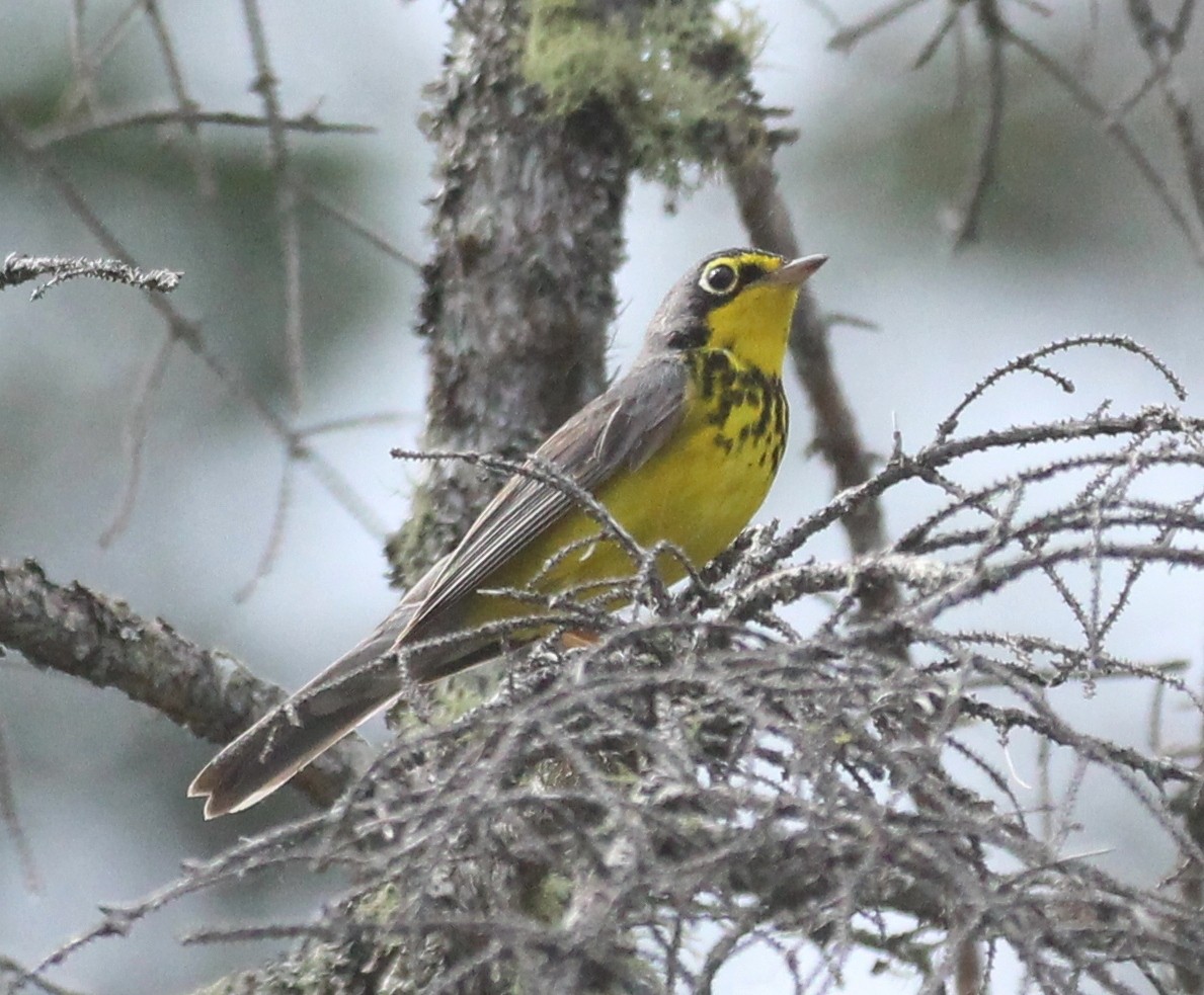 Canada Warbler - ML620646221