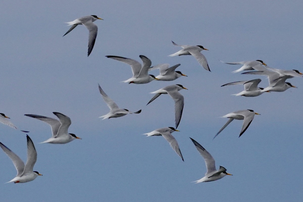 Little Tern - ML620646223