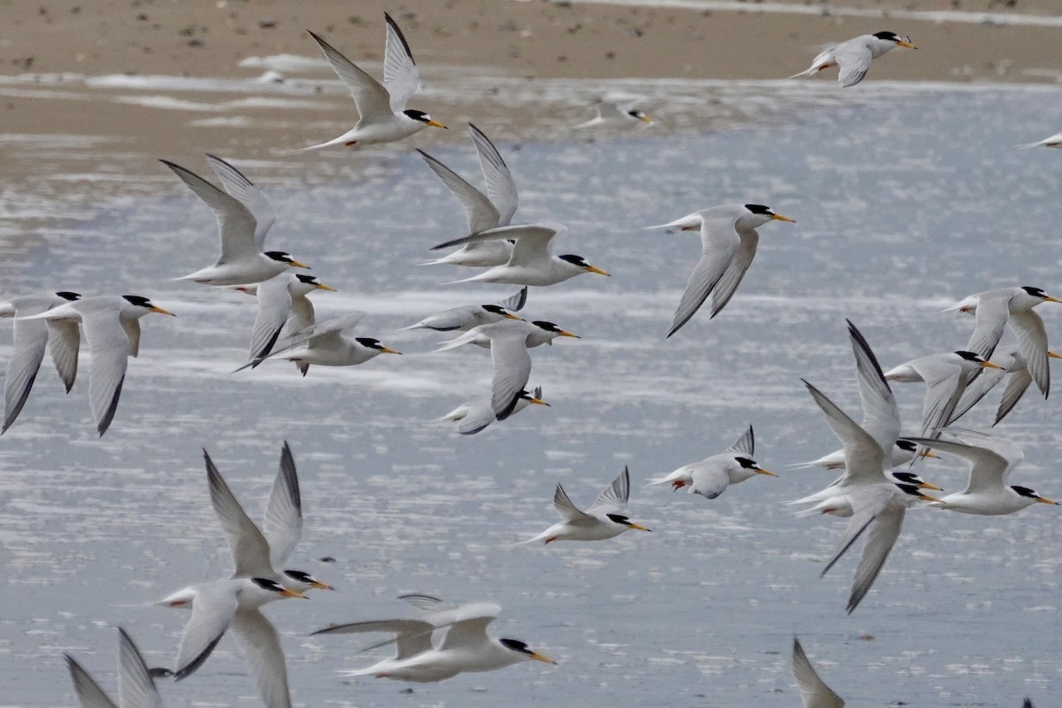 Little Tern - ML620646224