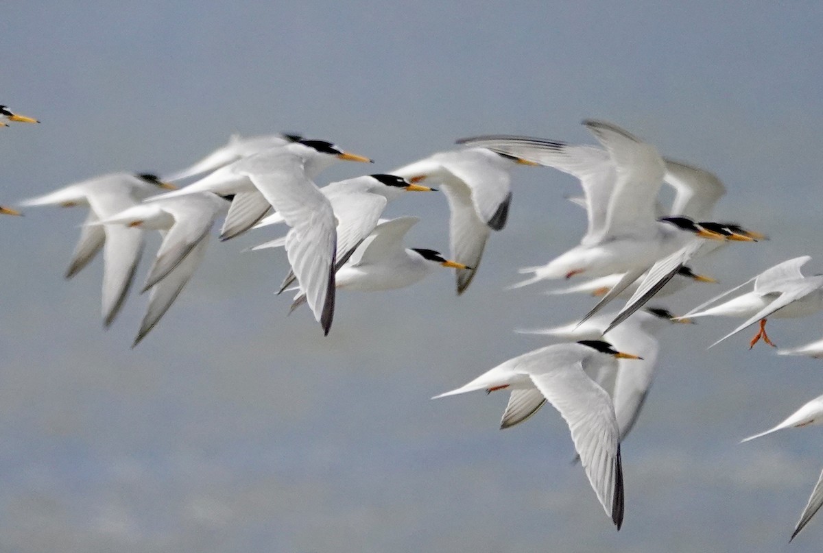 Little Tern - ML620646226