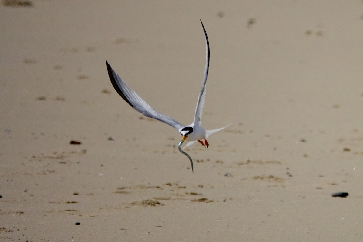 Little Tern - ML620646229