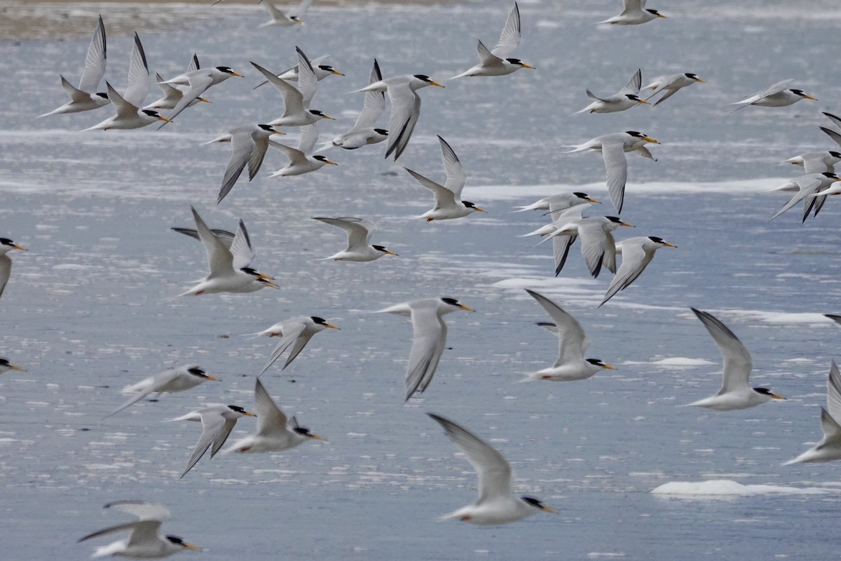 Little Tern - David Ratcliffe