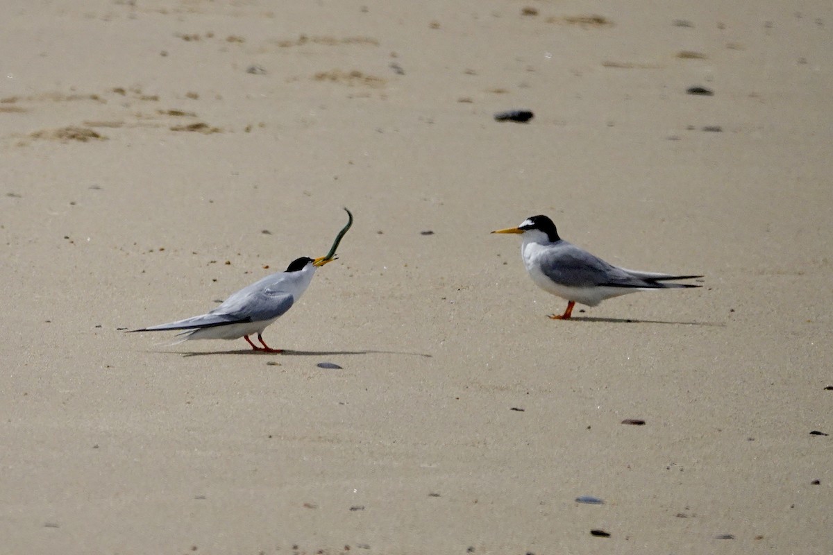 Little Tern - ML620646232