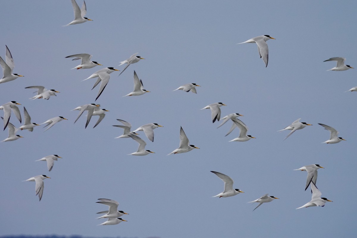 Little Tern - ML620646233