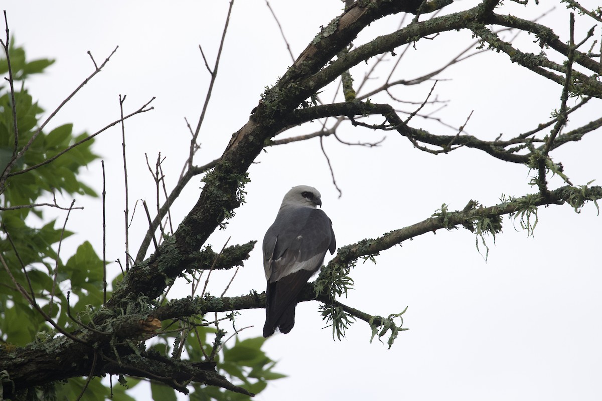 Mississippi Kite - ML620646234