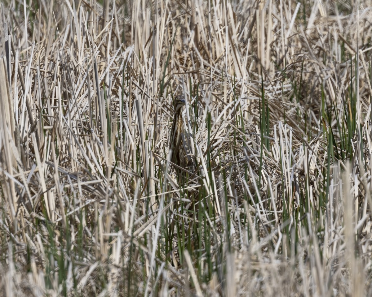 American Bittern - ML620646235