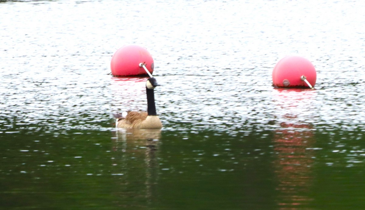 Canada Goose - ML620646238