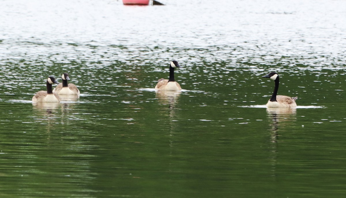 Canada Goose - Charlotte Croshaw