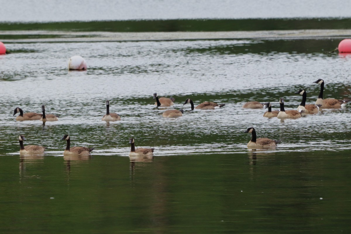 Canada Goose - ML620646241