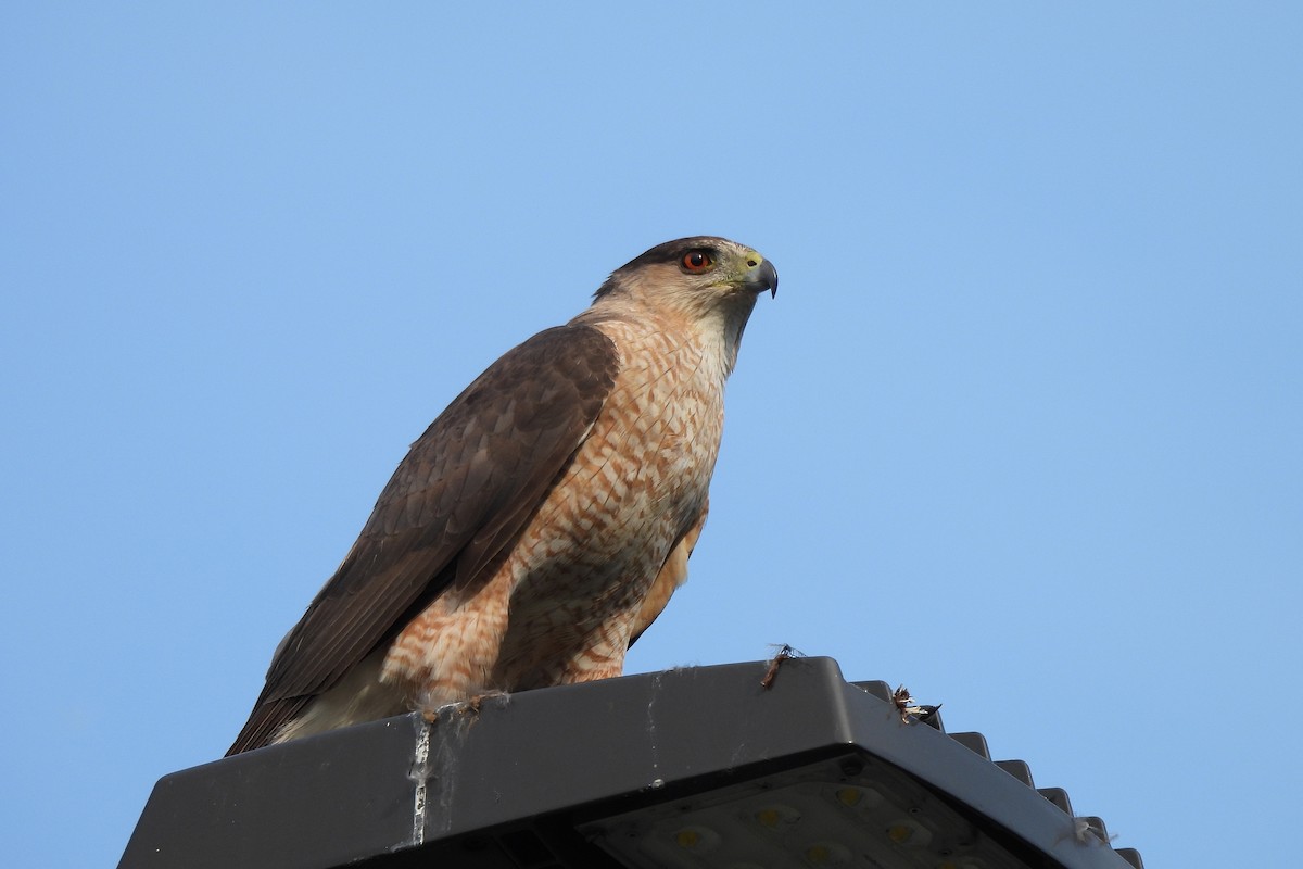 Cooper's Hawk - ML620646243