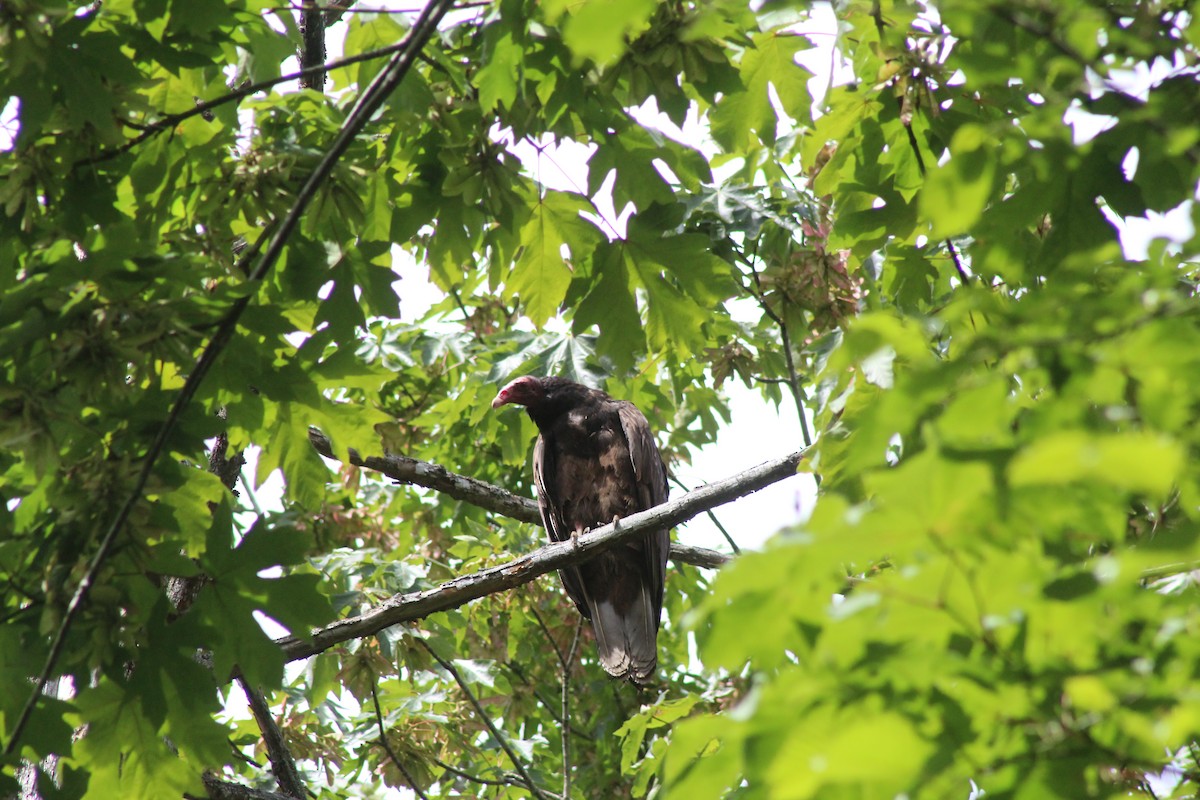 Turkey Vulture - ML620646246