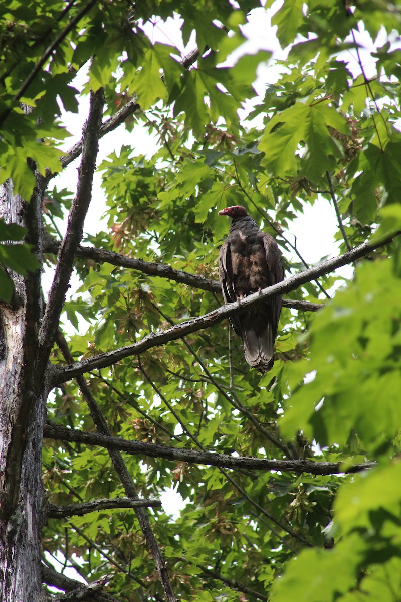 Turkey Vulture - ML620646248