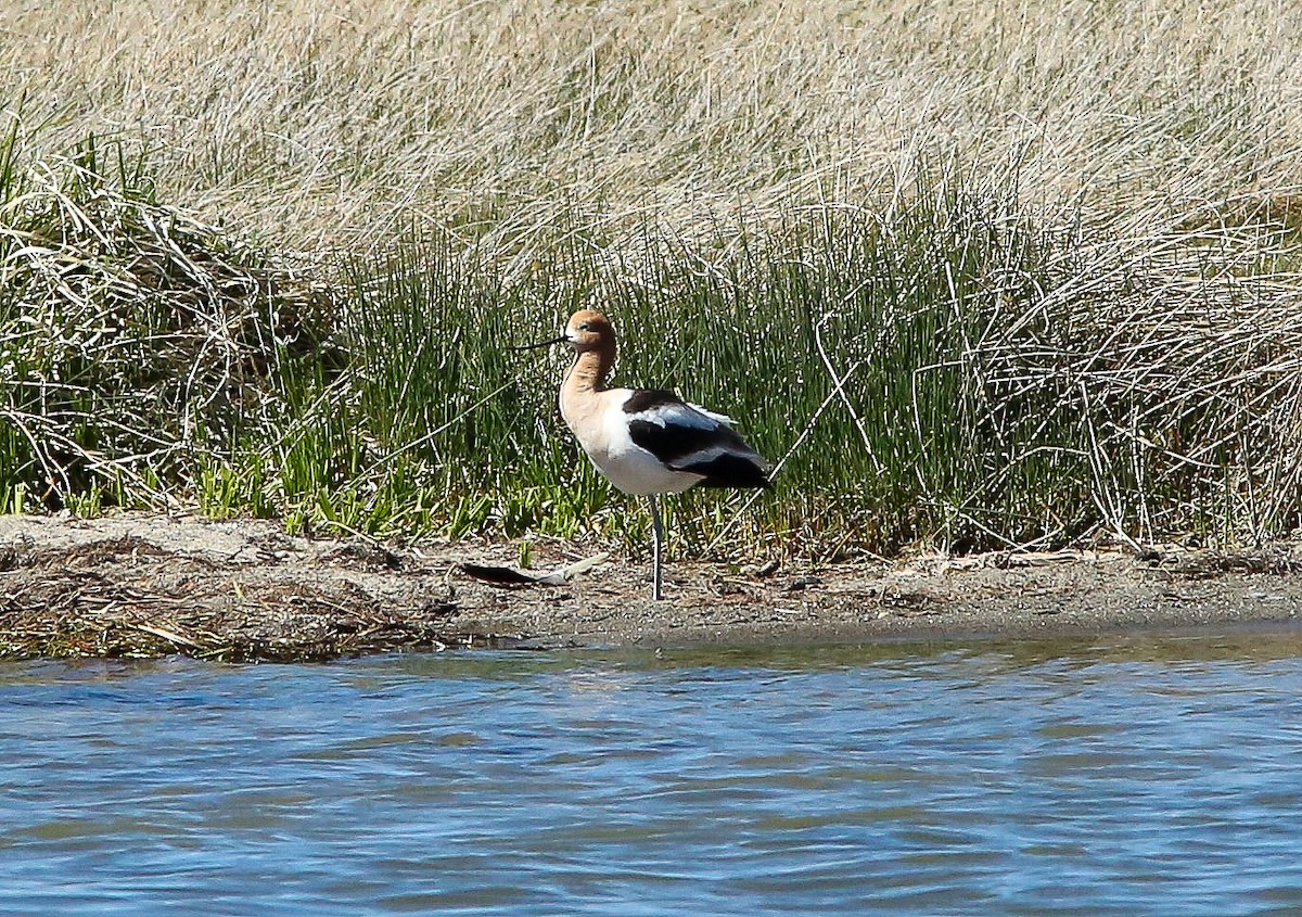 American Avocet - ML620646250