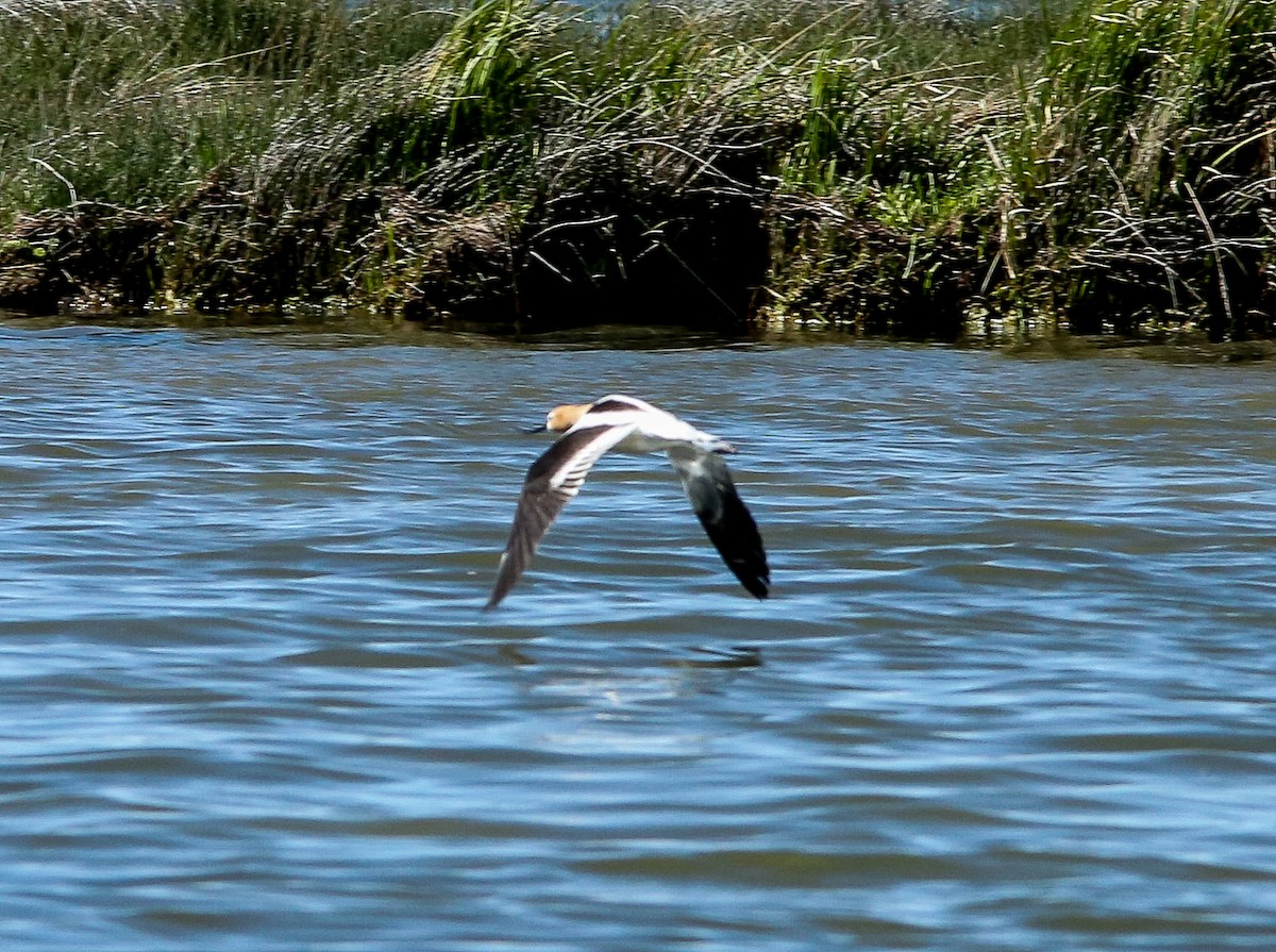 American Avocet - ML620646251