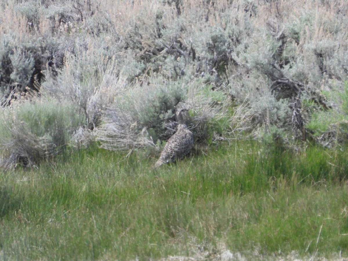 Greater Sage-Grouse - ML620646253